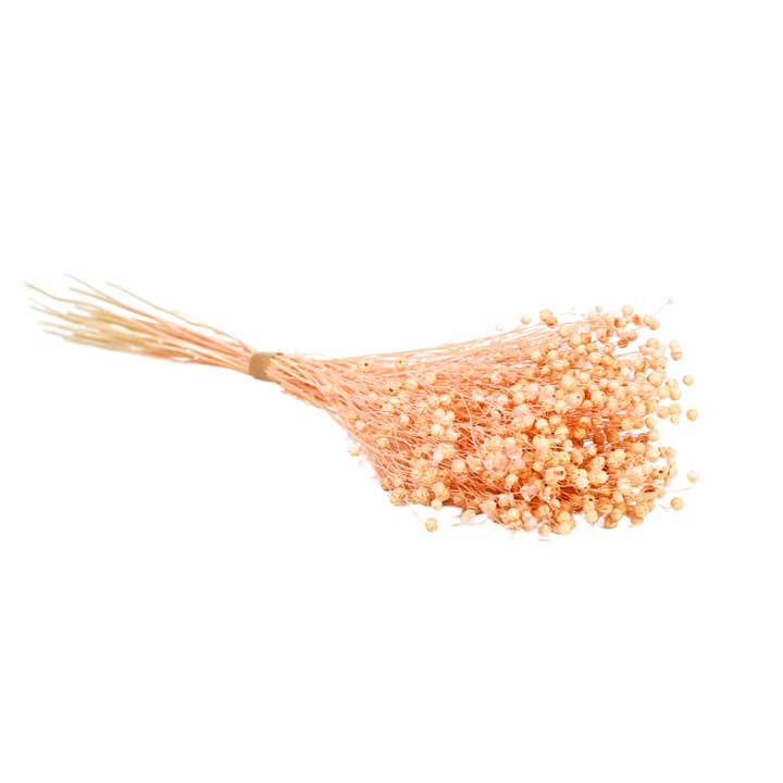 Fiori secchi - Linium Pink Pastel per la vendita all'ingrosso da parte di Wildflowers by Floriette