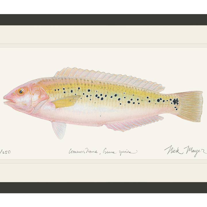 Begrænset udgave af tryk af kvindelig klippefisk for engroshandel hos Nick Mayer Art