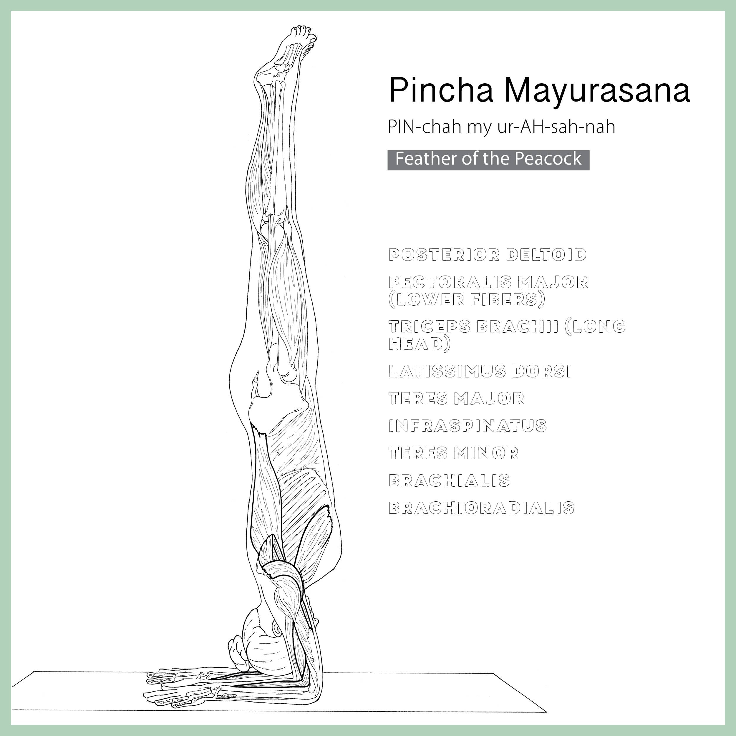 Mixed Media Resources LLC - Wholesale Coloring & Activity Book - Adult - The Yoga Anatomy Coloring Book: Pose by Pose1