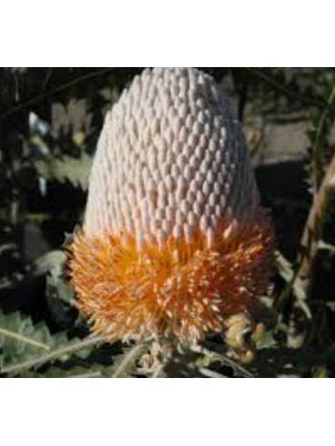 Banksia Prionotes 5 / 10 / 15 / 20 stems for wholesale by Florasource