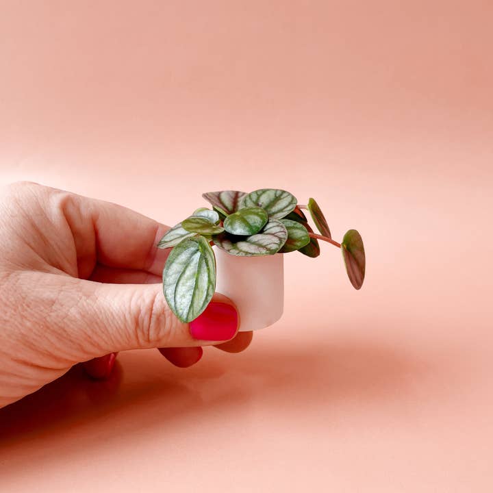 Jungle Club - Wholesale Plant Pot - Tiny Pot | White