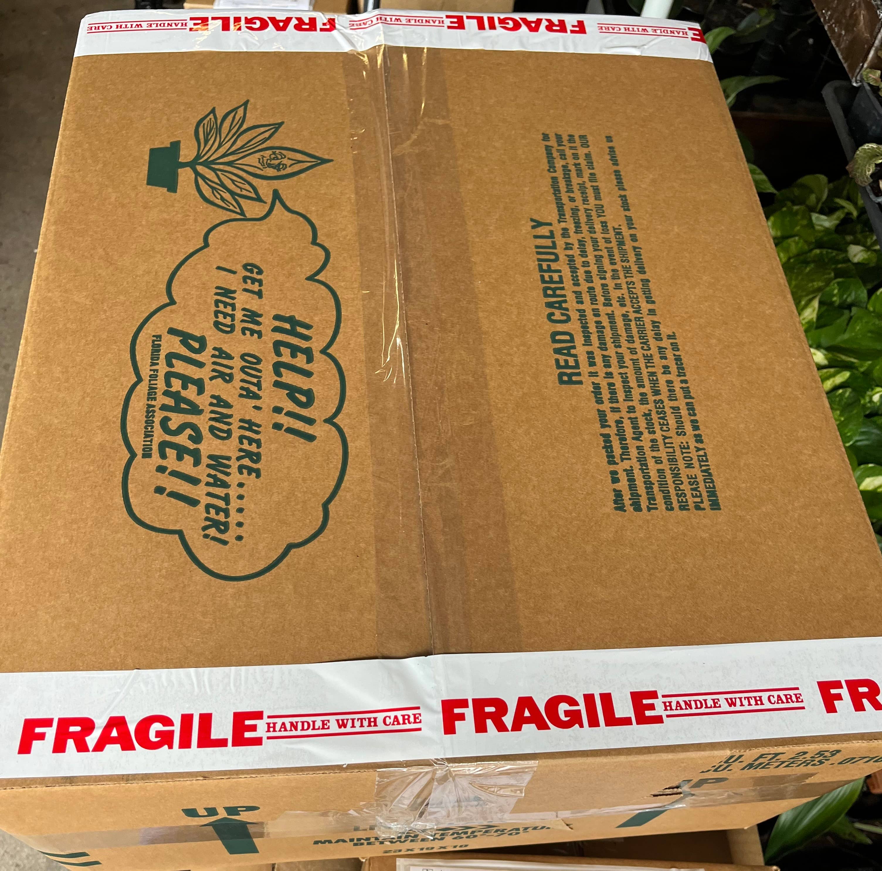 Succulents & Such, Inc. - Wholesale Live Plant -  Haworthia Succulent Plant Assortment, 2" Pots2