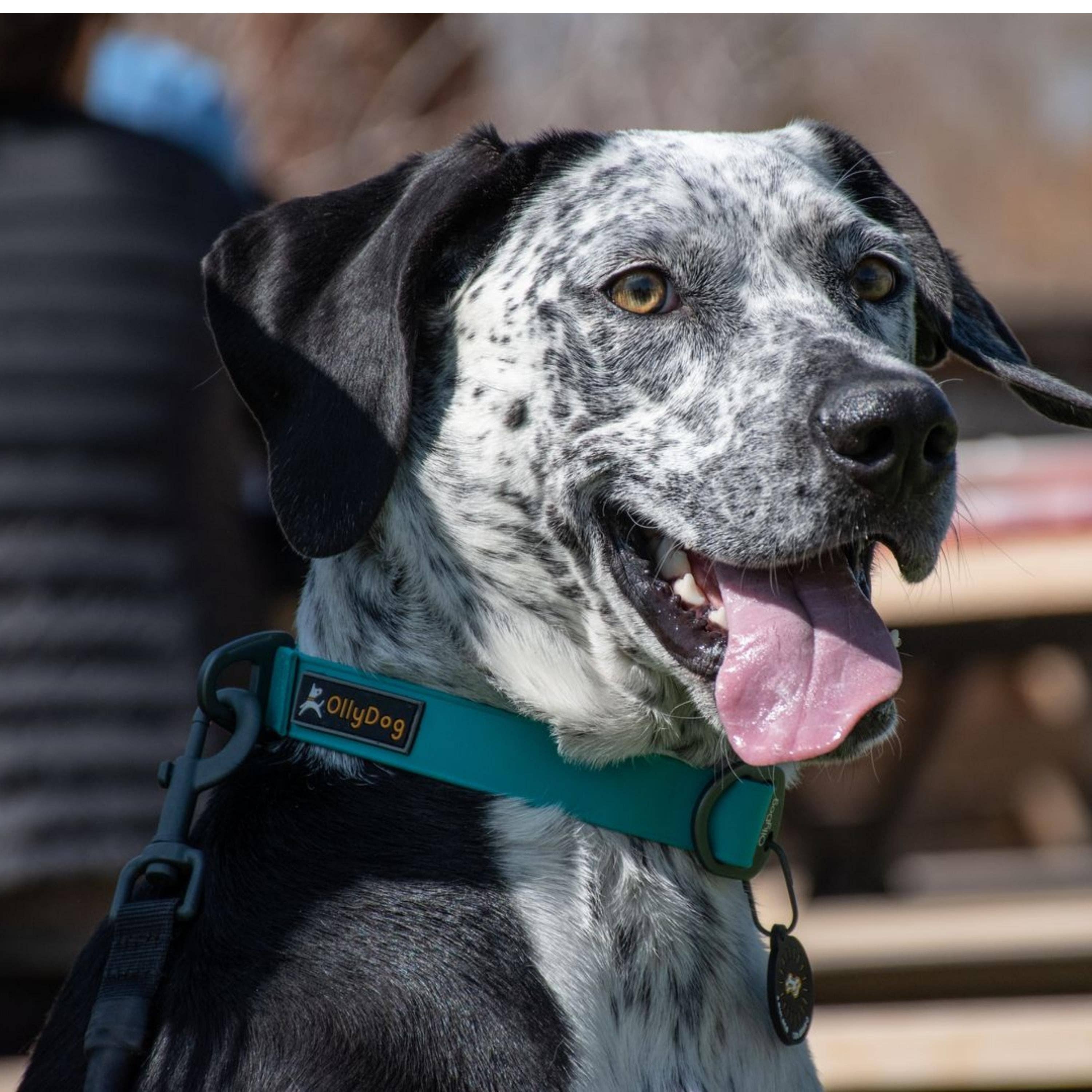OllyDog - Wholesale Pet Collar - Dog - Tilden Waterproof Collar7