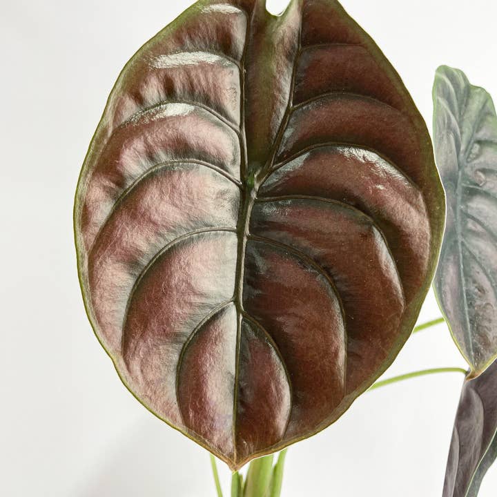 Bumble Plants - Wholesale Live Plant - Alocasia Cuprea Red Secret Jewel3