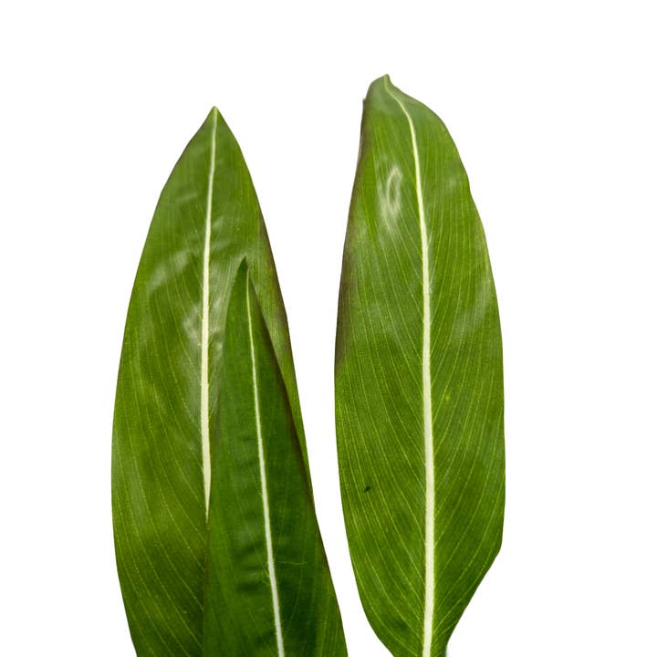 Angel Isabella - Wholesale Artificial plant - 35" Artificial Bird of Paradise Leaf Bush-7 Sprays3