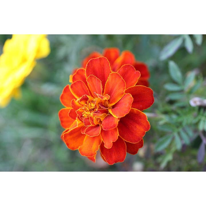 Sow True Seed - Wholesale Plant Seeds - Marigold Seeds - Sparky Mix