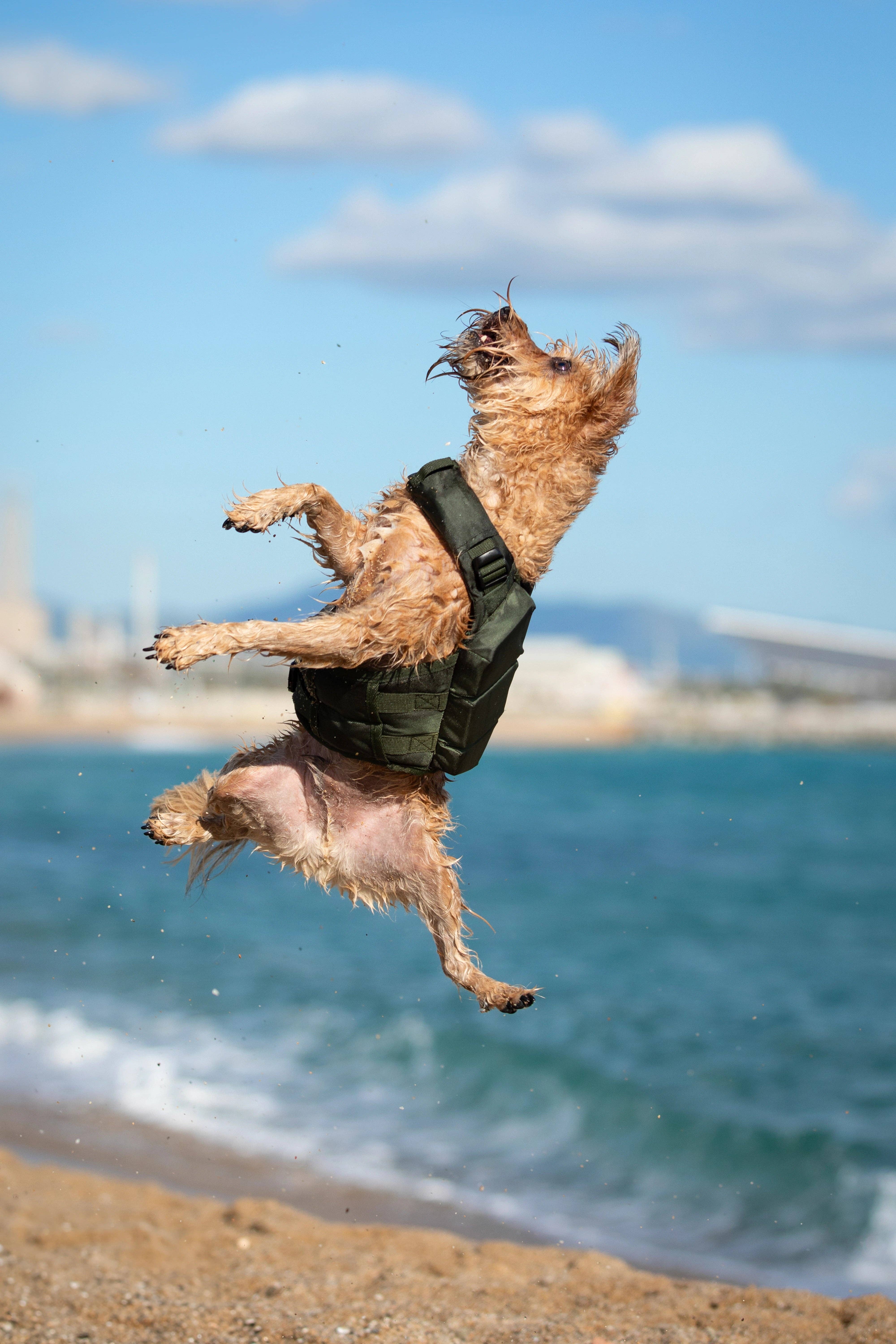 NOAH AND PAW LLC - Vendita all'ingrosso Giacca - Cani - Salvagente per cane Human Standards con supporto in schiuma 3x massimo galleggiamento - Verde10