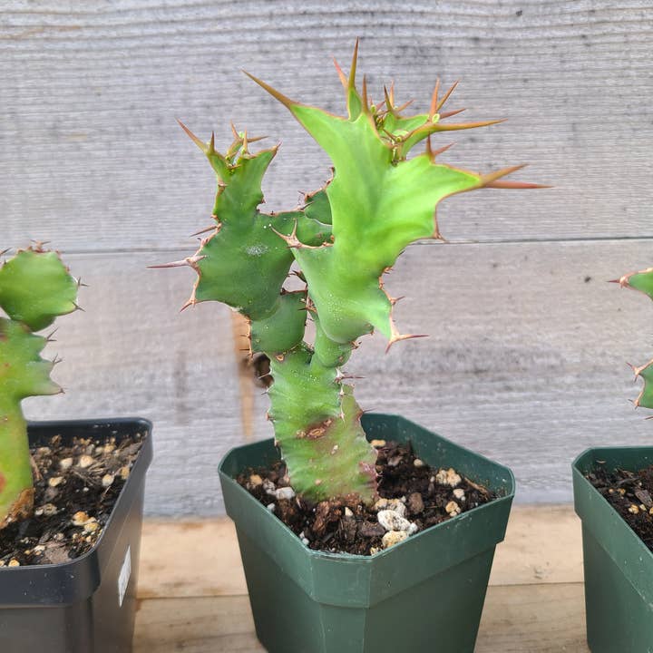 Euphorbia grandicornis for wholesale by Buzz + Thrive Gardens