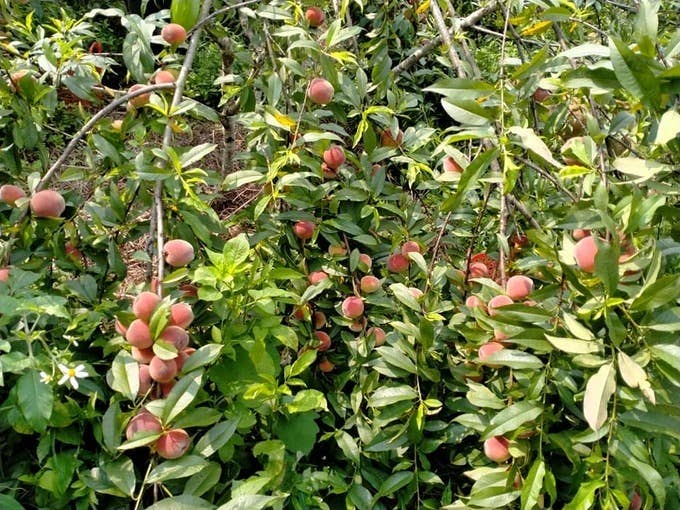 OhFresh Brands - Wholesale Fruit Juice - OhFresh Juice Peach 500 ml (12pk)1