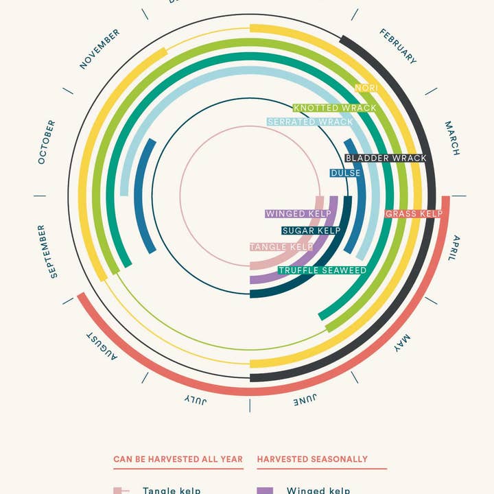 Lofoten Seaweed - Wholesale Book – Adult - Pick Your Own Seaweed – A Foragers Guide3