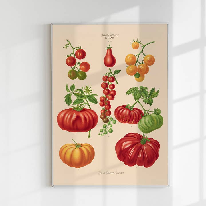 Póster Botánico de Tomates Chart para venta al por mayor de Patroa Studio