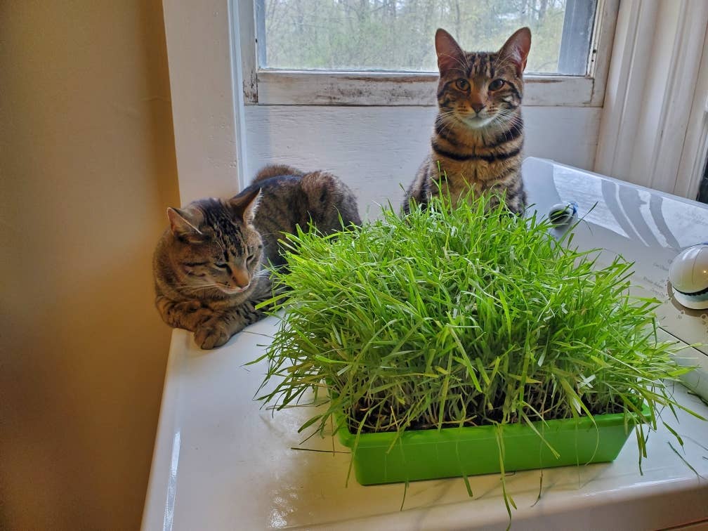 Mom’s Indoor Cat - Wholesale Catnip - 10” x10” Cat Grass Garden Tray/ organic seed3