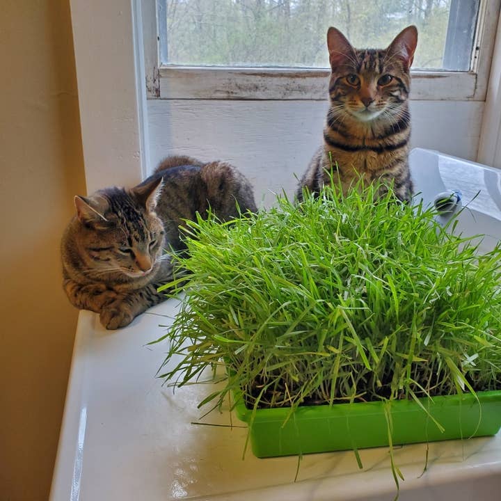 Mom’s Indoor Cat - Wholesale Catnip - 10” x10” Cat Grass Garden Tray/ organic seed3