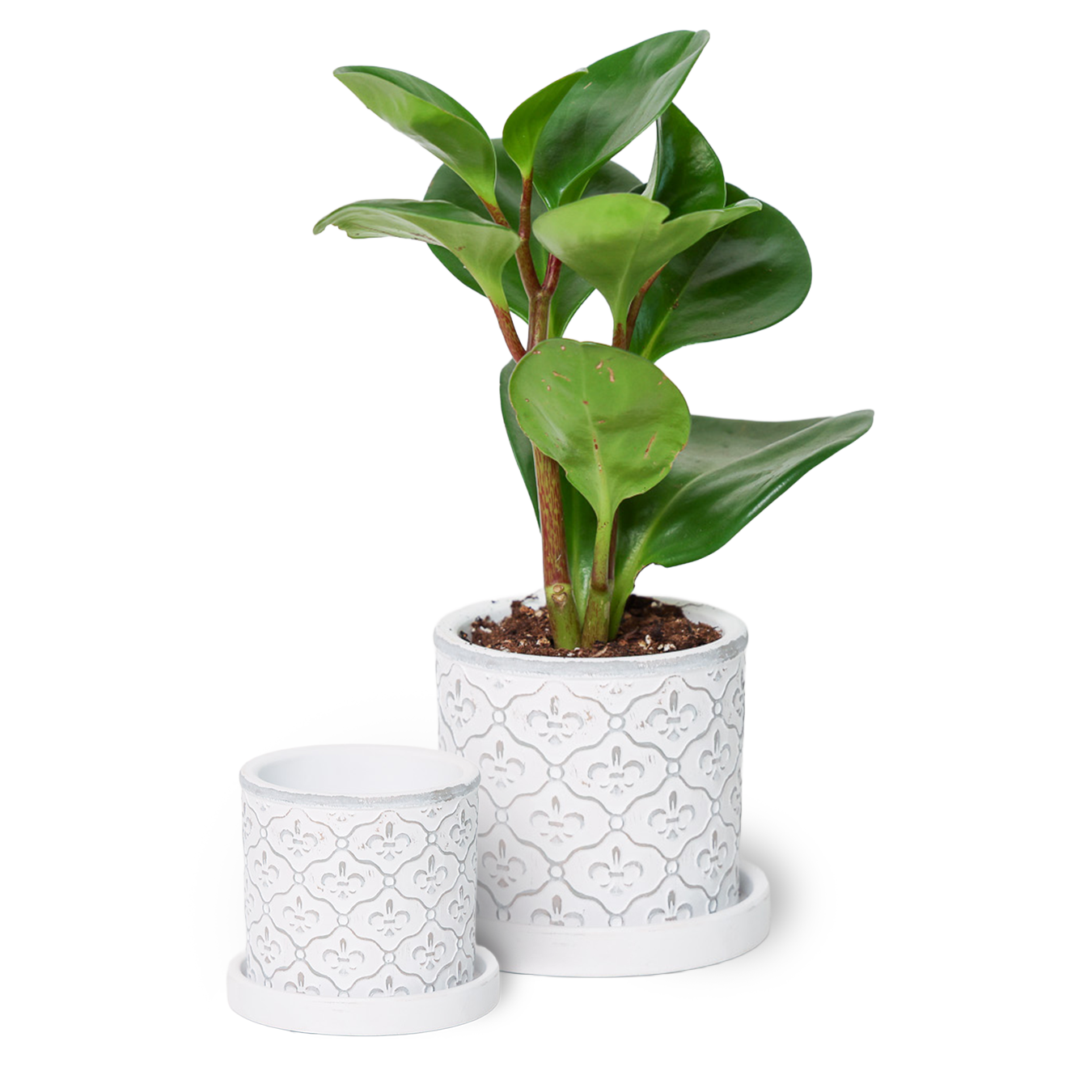 Chive - Wholesale Plant Pot - Balter Succulent Containers Cactus Pot And Saucer31