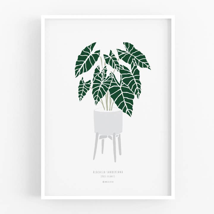Art Print - Alocasia sanderiana for wholesale by Micush