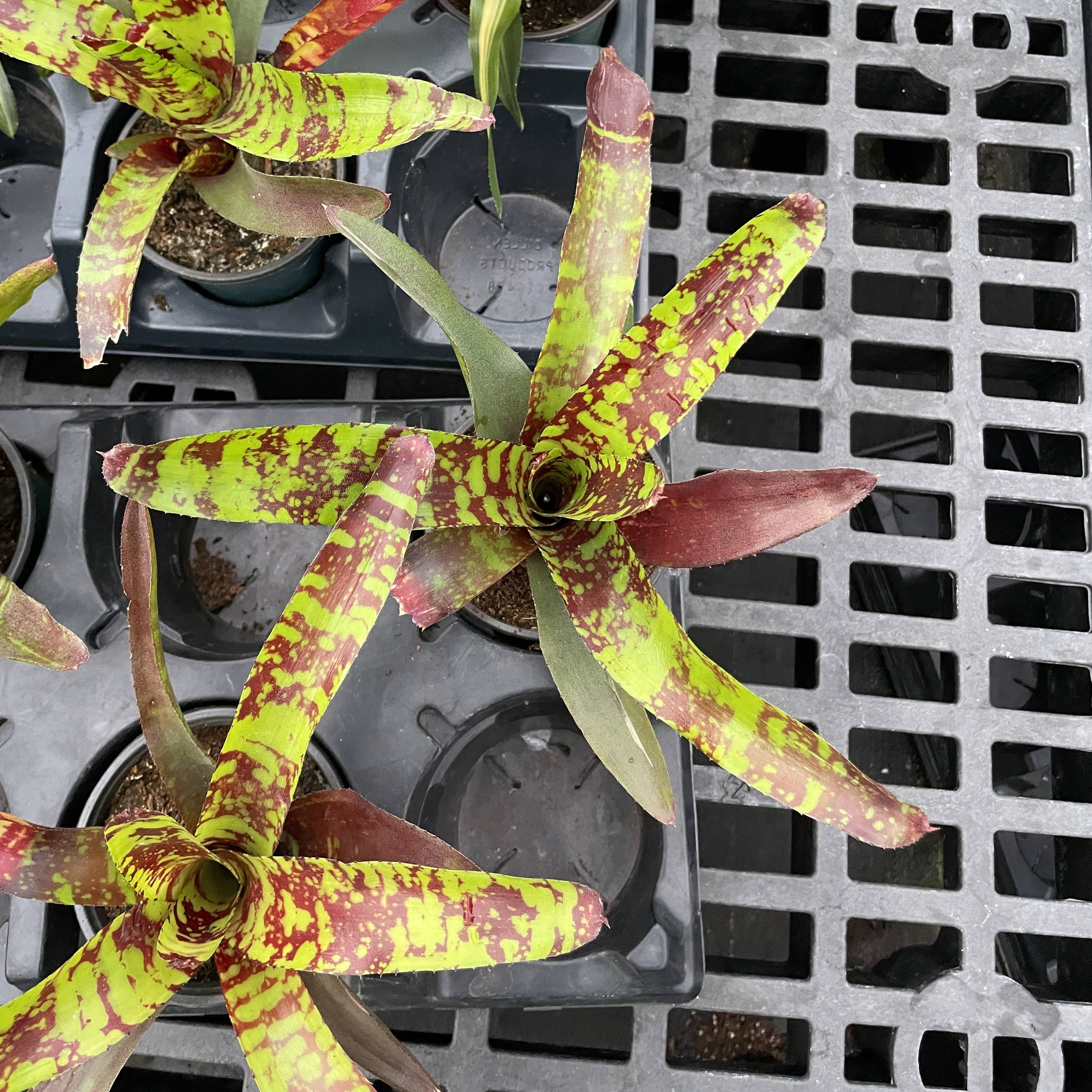 Thorsen's Greenhouse - Wholesale Live Plant - Bromeliad Neoregelia 'Neos' - Live Plant - Assorted3