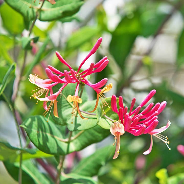 Oasis of Life - Wholesale Live plant - Honeysuckle – 2 plants – Lonicera heckrotti 'American Beauty' – Height 110–120cm – Ø17cm – Fragrant & hardy climbing plant with violet-red flowers – Ideal for garden, fence & pergola7