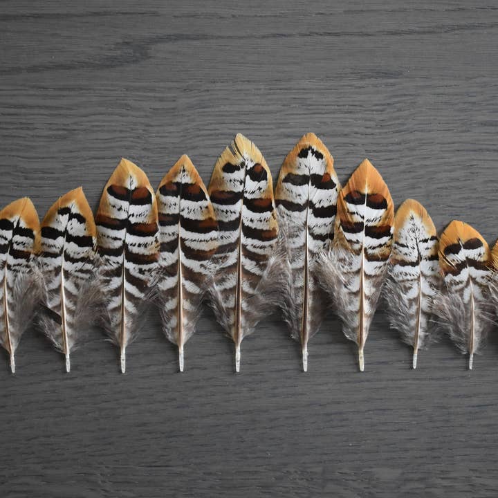 Plumes Naturelles – wholesale Hantverkstillbehör – Fasan fjädrar 6 centimeter