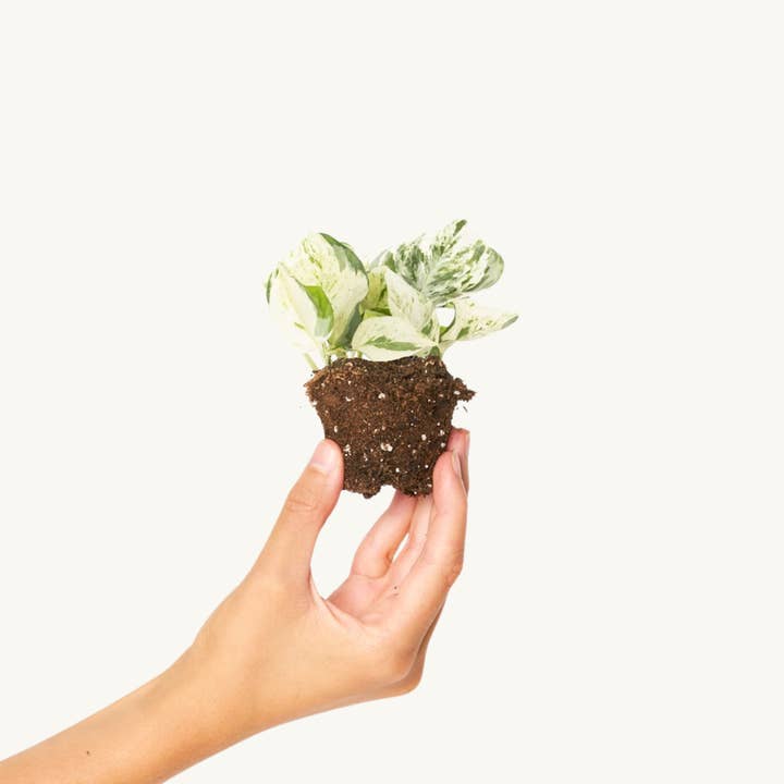 Bonte Pothos - Epipremnum Happy voor wholesale door Miniplanta