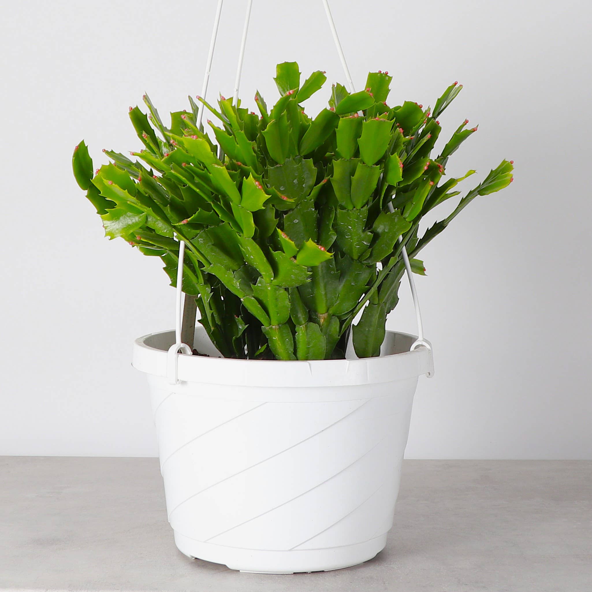 Thorsen's Greenhouse - Wholesale Live Plant - Holiday Cactus - 8" Live Plant - Assorted Color3