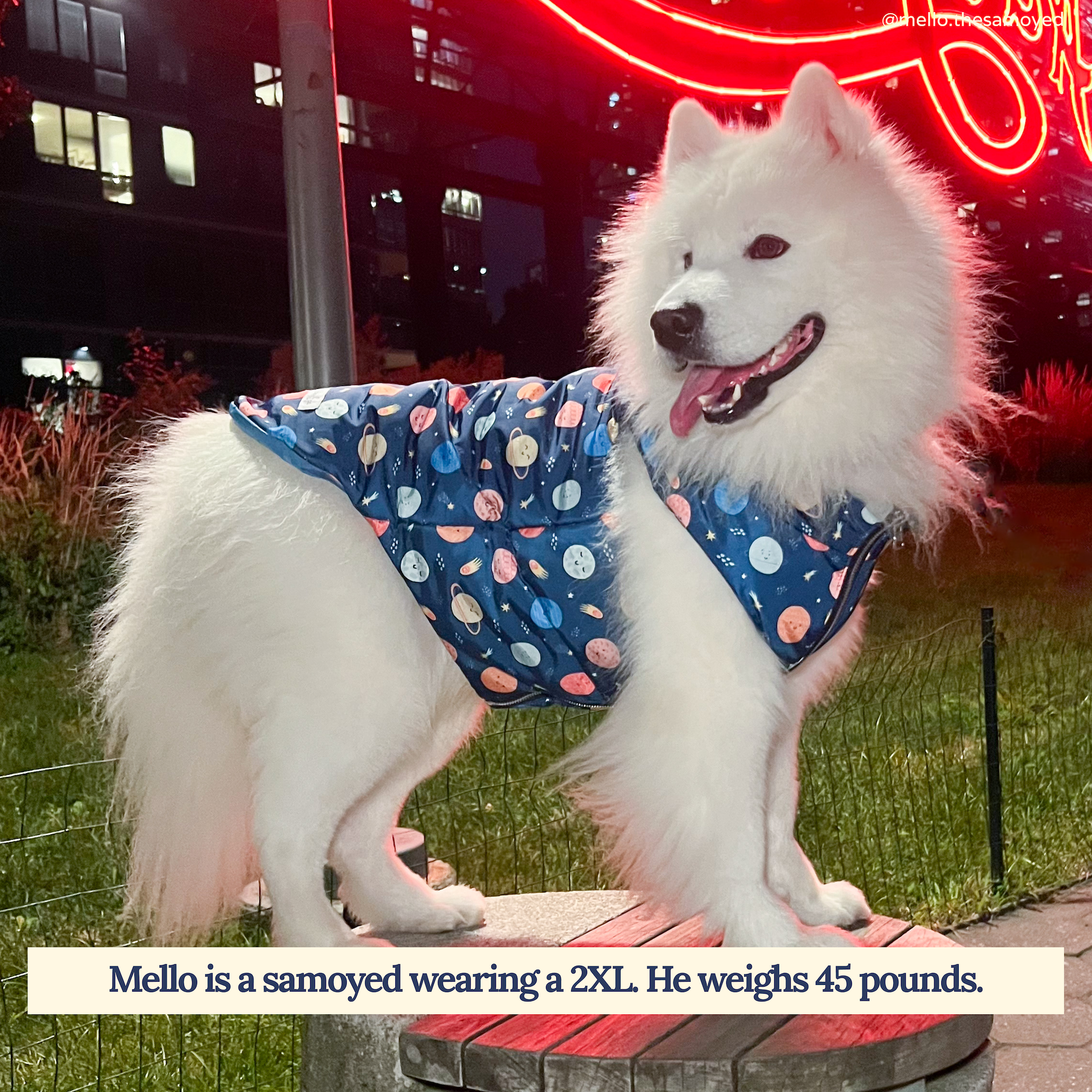 Lucy & Co. - Vendita all'ingrosso Gilet - Cani - Gilet imbottito Space Odyssey2