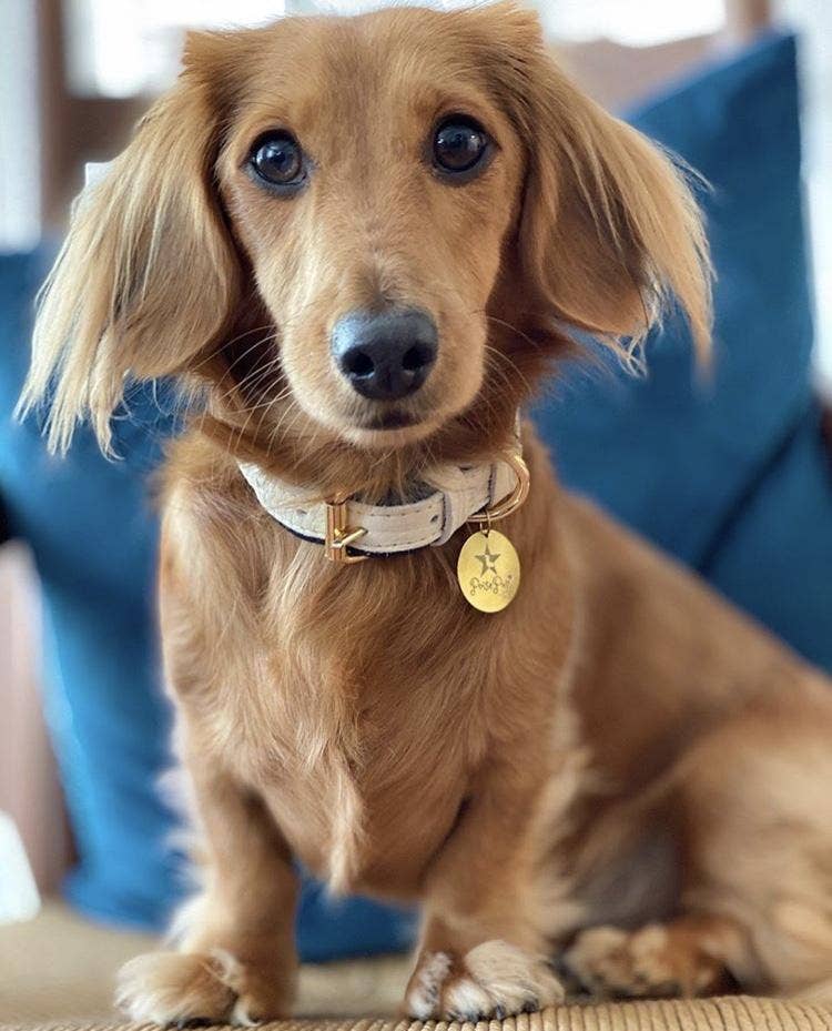 PoisePup – wholesale Halsband - Hund – KRAGE - VARM MARIN4