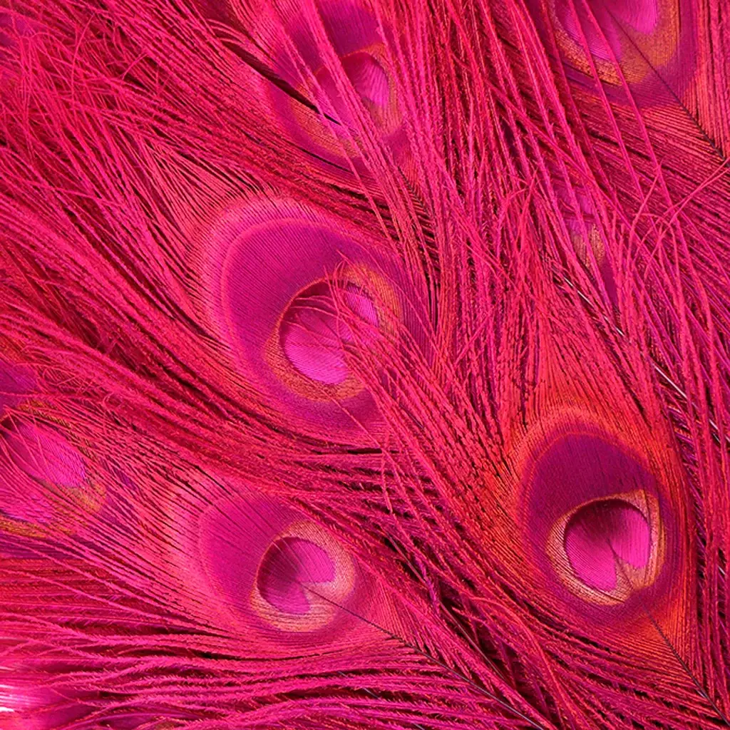 Zucker Feather Products – wholesale Craft supplies – Peacock Tail Eyes Bleached Dyed - Shocking Pink1