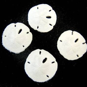 1-1 1/4" SANDDOLLARS for wholesale by Darlene's Shells