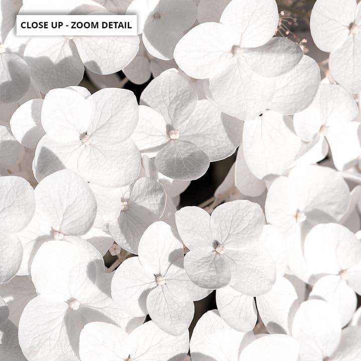 PRINT AND PROPER - Wholesale Art print - White Hydrangea Blooms Poster. Floral Wall Art Print white2