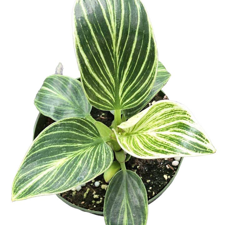 Philodendron Birkin Galaxy 4 inch Grower Pot for wholesale by Arcadia Garden Products