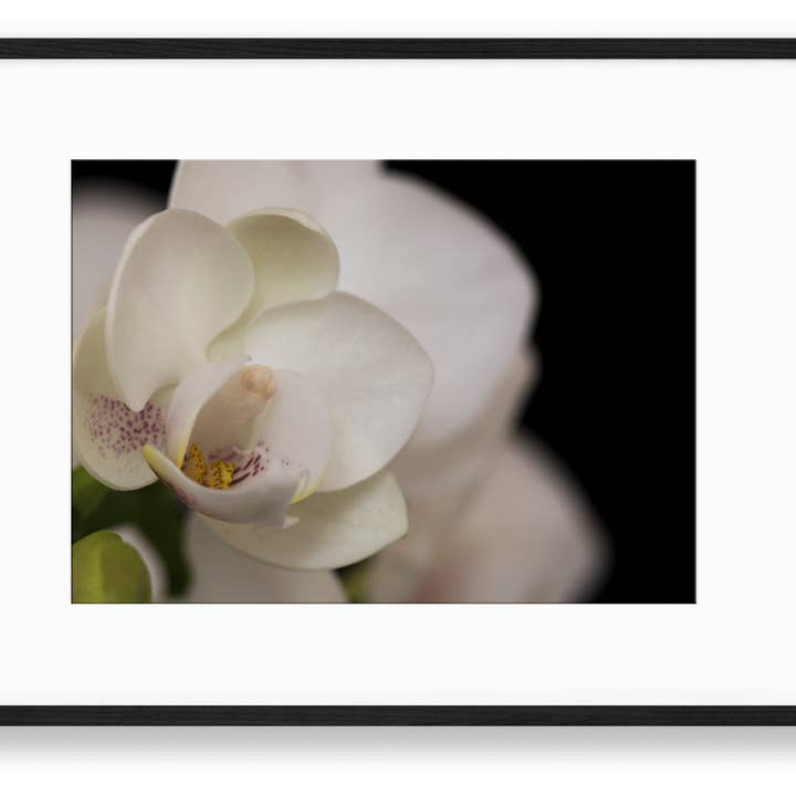 Orchidée | N° 38 pour la vente par Chelsey Walker Creative