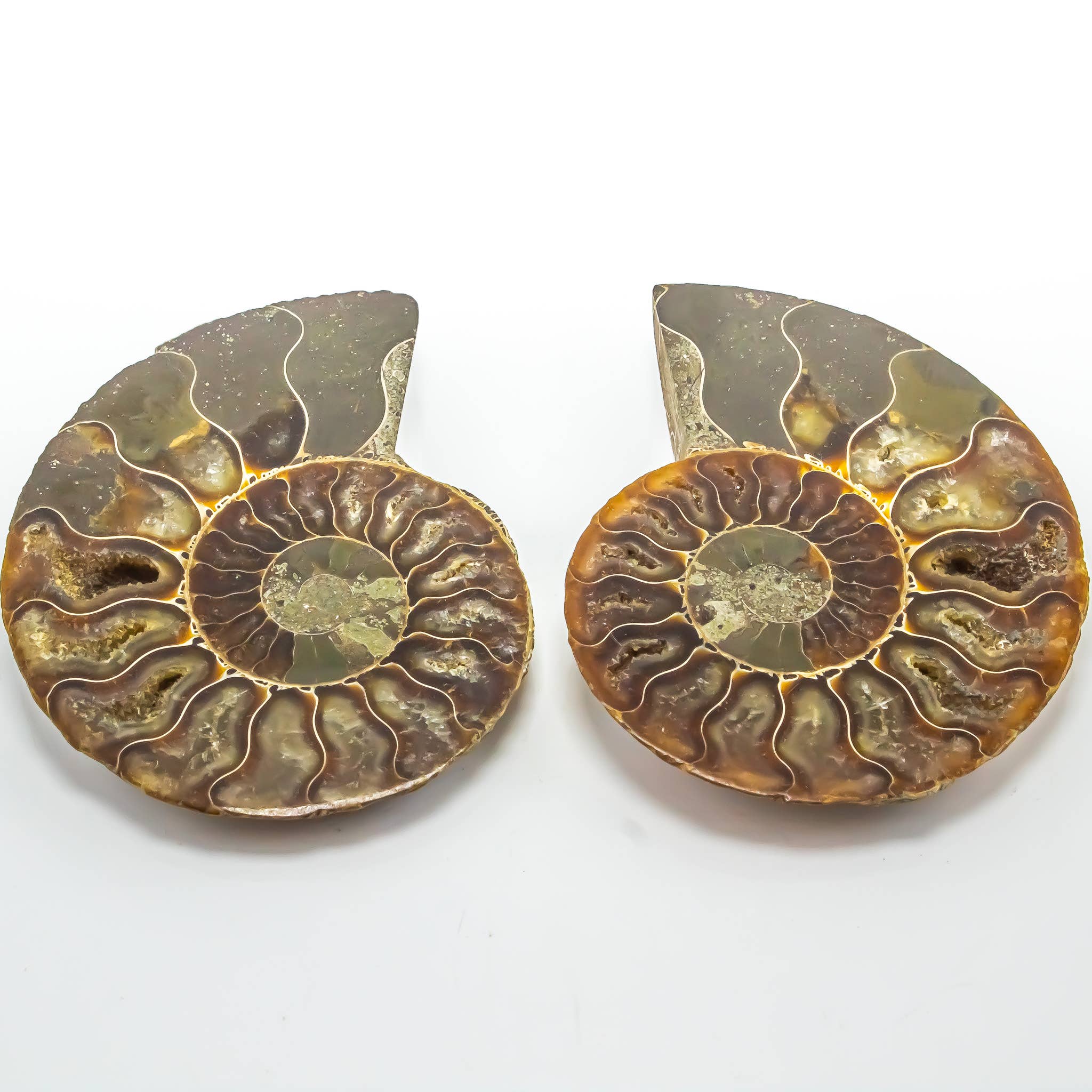 Quasar Gems USA - Wholesale Spiritual Stone/Crystal - Ammonite Pairs 3