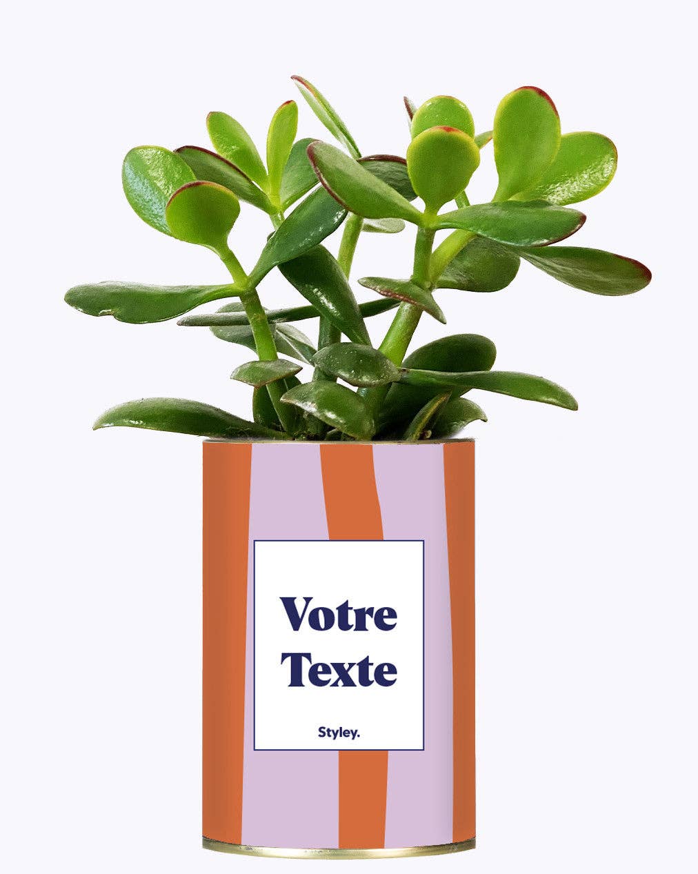 Styley - Wholesale Live Plant - Capri - Personnalisable1