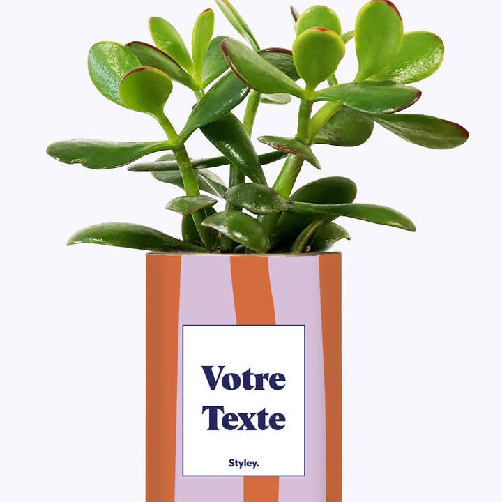 Styley - Wholesale Live Plant - Capri - Personnalisable1