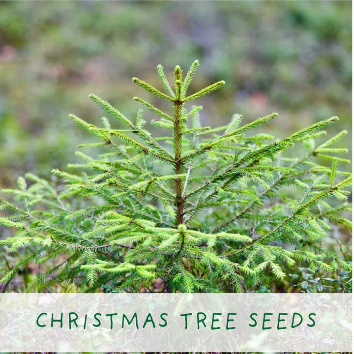 The Plant Gift Co. – wholesale Christmas decoration – Merry Christmas, Grow Your Own Xmas Tree, plus Candy Canes