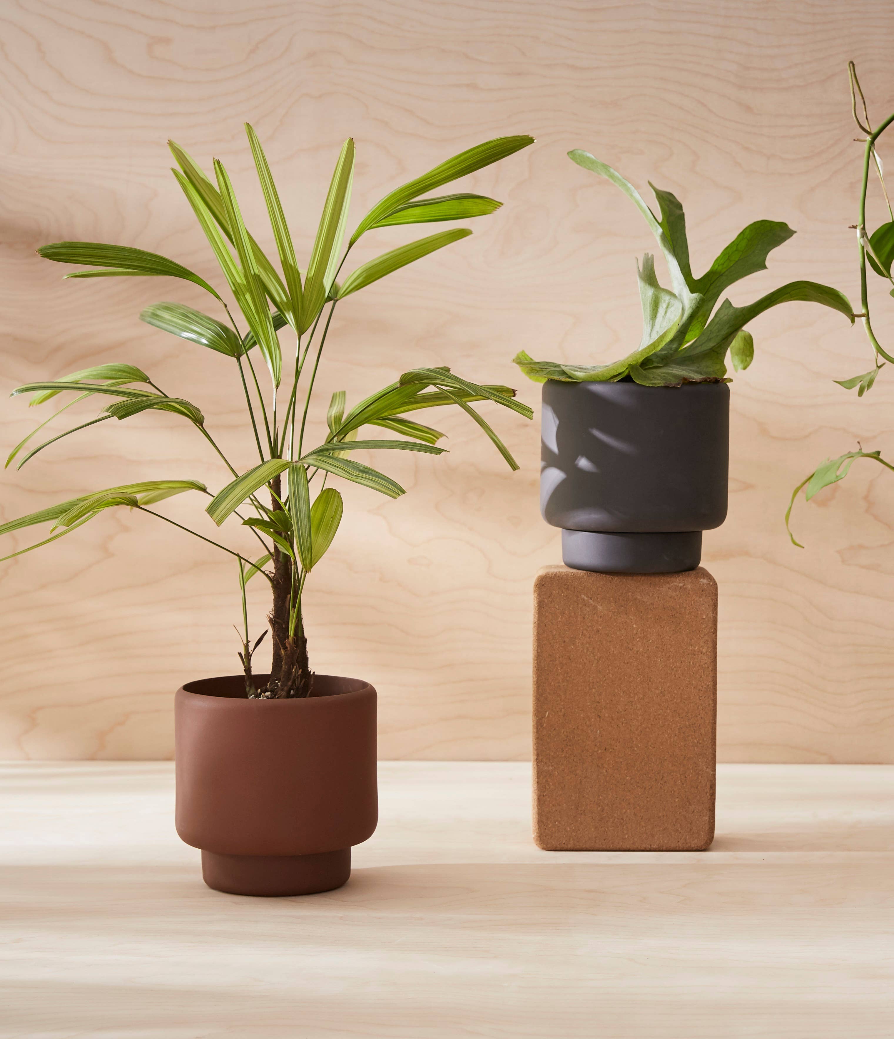 Aaron Probyn US - Wholesale Plant Pot - BOTANY porcelain plant pot MEDIUM13