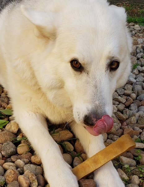 Kathmandu's Authentic Himalayan Cheese Yak Chew - Vente Friandises – chien - Chews de yak de l'Himalaya pour gros chiens2