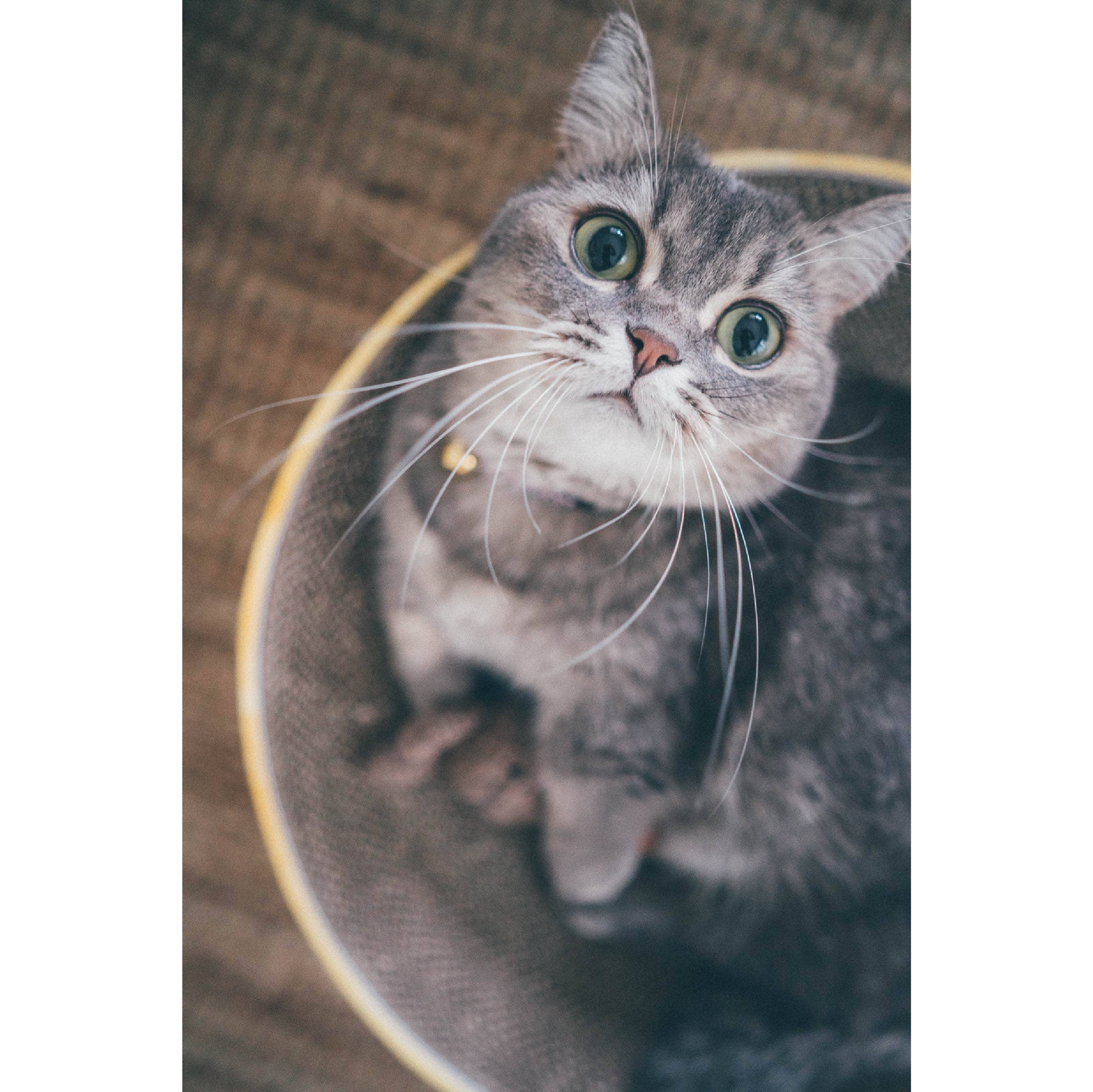 MOON-X USA, INC. - Vendita all'ingrosso Tiragraffi - Gatti - Cuccia graffiatoio rotonda Cozy Cat per gatti11