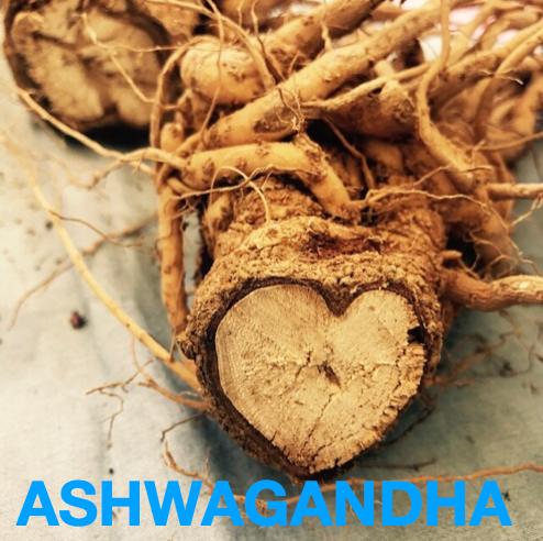 Eat Gold Organics - Wholesale Chocolate Bar - STAY SANE a Potent, Functional & Delicious Chocolate Bar5