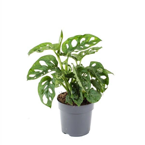 Wildestdreams.flowers – wholesale Levande växt – Monstera adansonii Monkey Mask i 6 cm kruka4