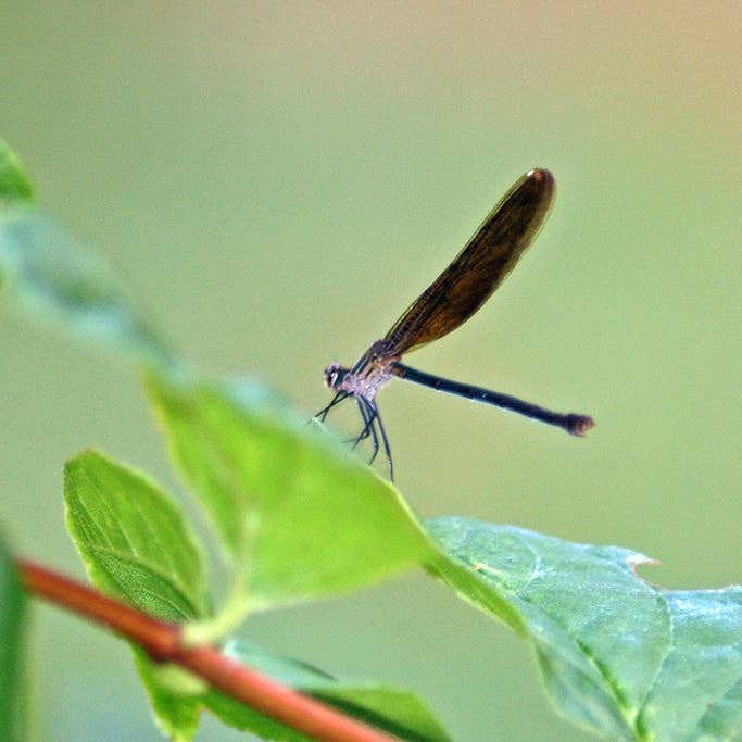 Damselfly Handmade Everyday Greeting Card for wholesale by Ann Woodall Studios