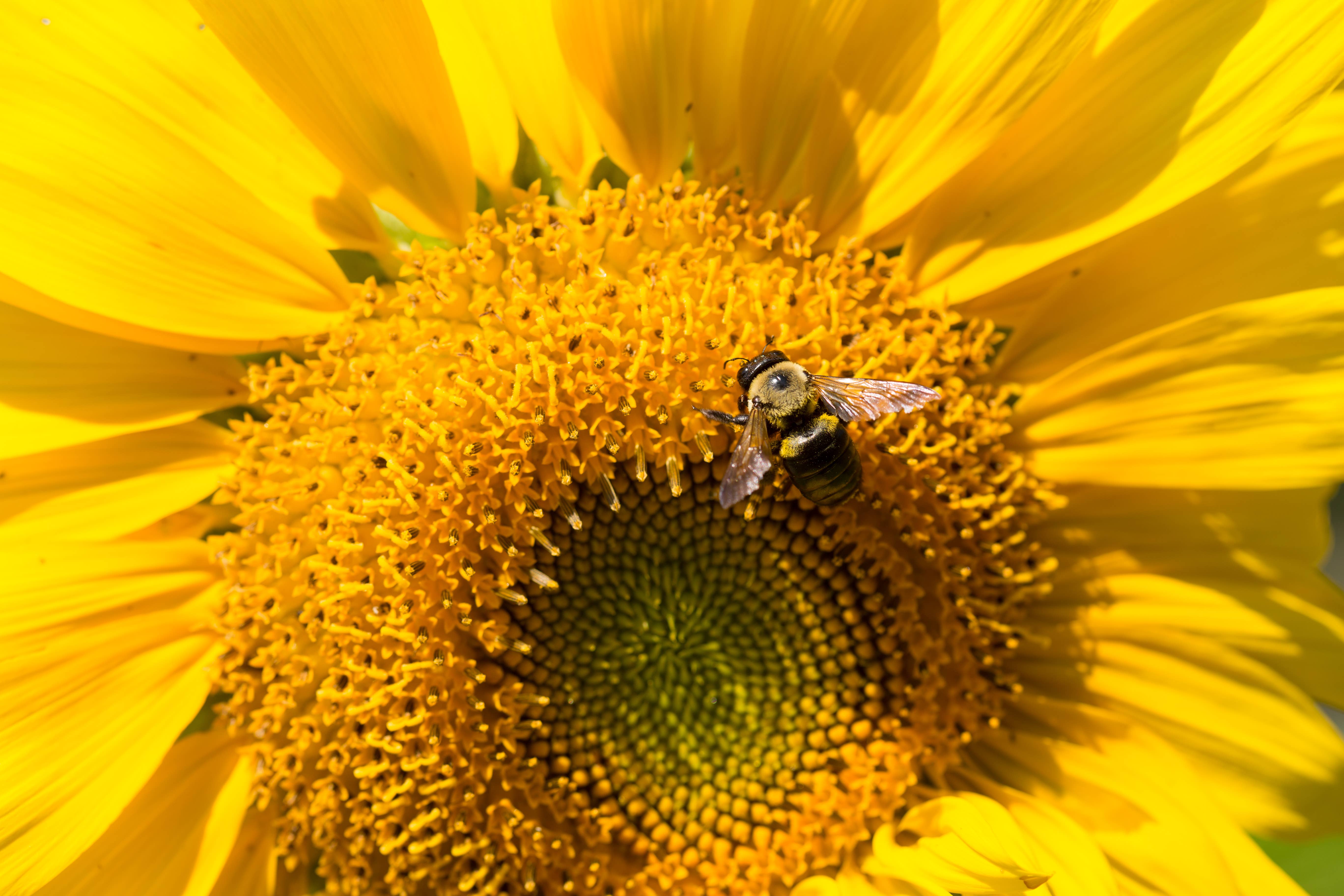 Bentley Seed Co. - Wholesale Thank You Card - Thank You - Mammoth Sunflower8