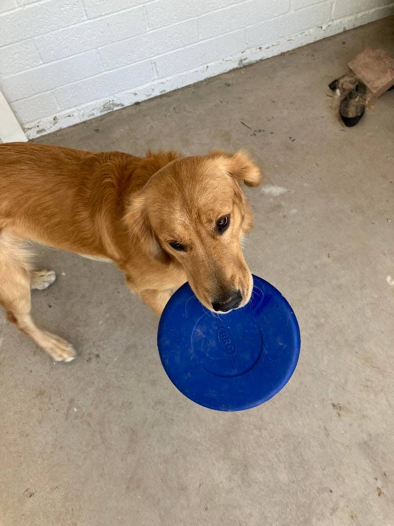 Flexifetch - Wholesale Pet Fetch Ball - Dog - Frisbee Toy - The Stella2