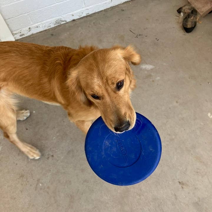 Flexifetch - Wholesale Pet Fetch Ball - Dog - Frisbee Toy - The Stella2