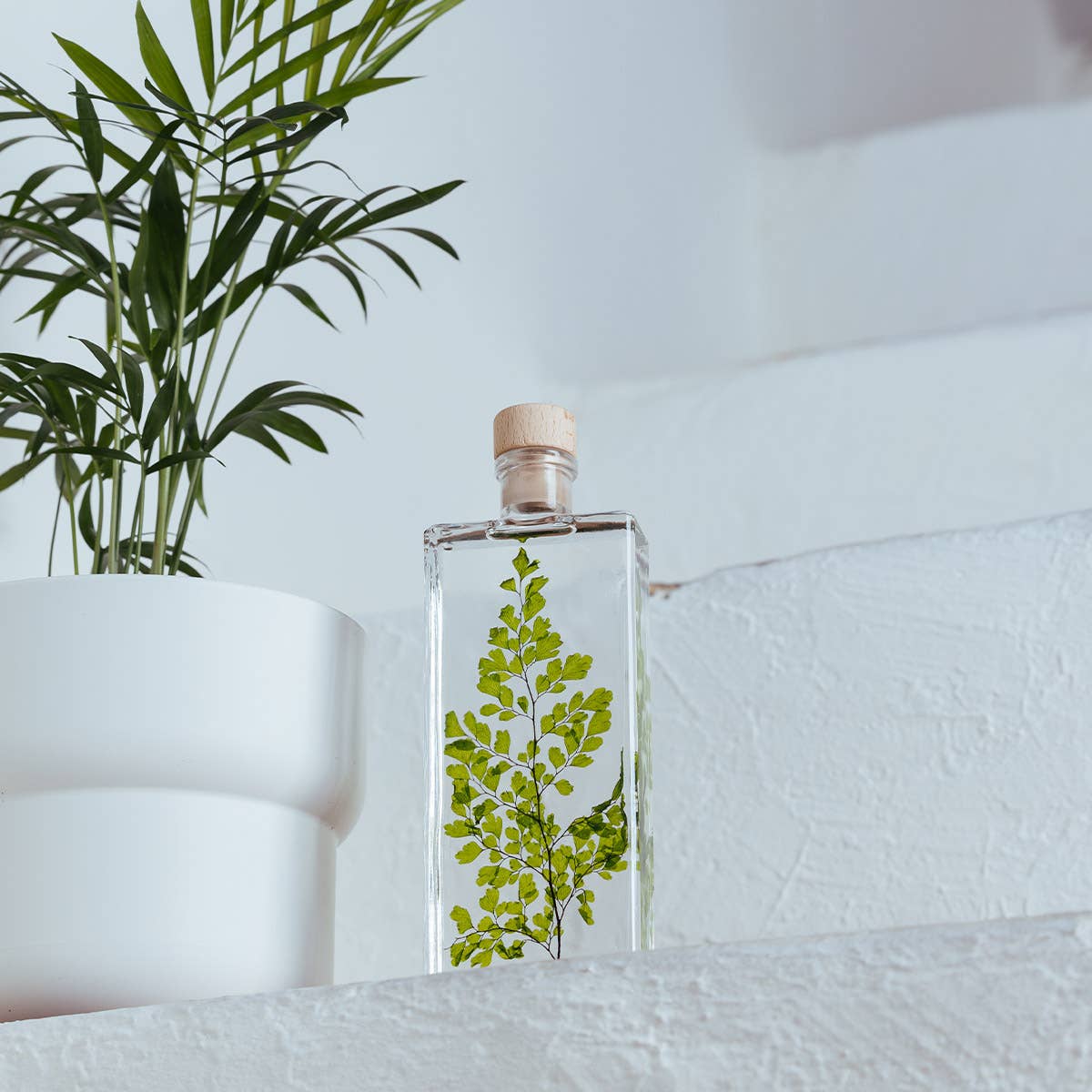 Theophile Berthon - Wholesale Live Plant - Herbarium Fern Luthi submerged plant10