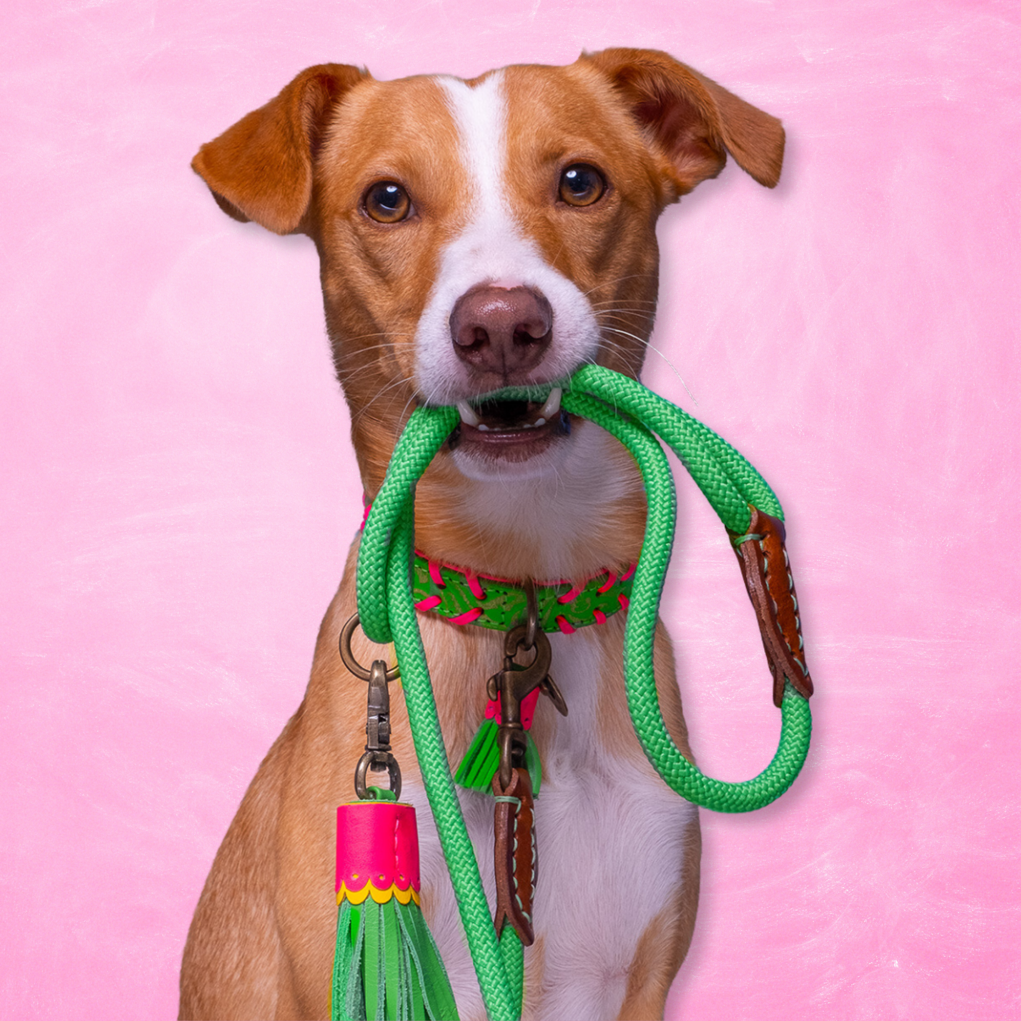 Dog with a Mission – wholesale Pet collar – Dog – GEORGIA dog collar1