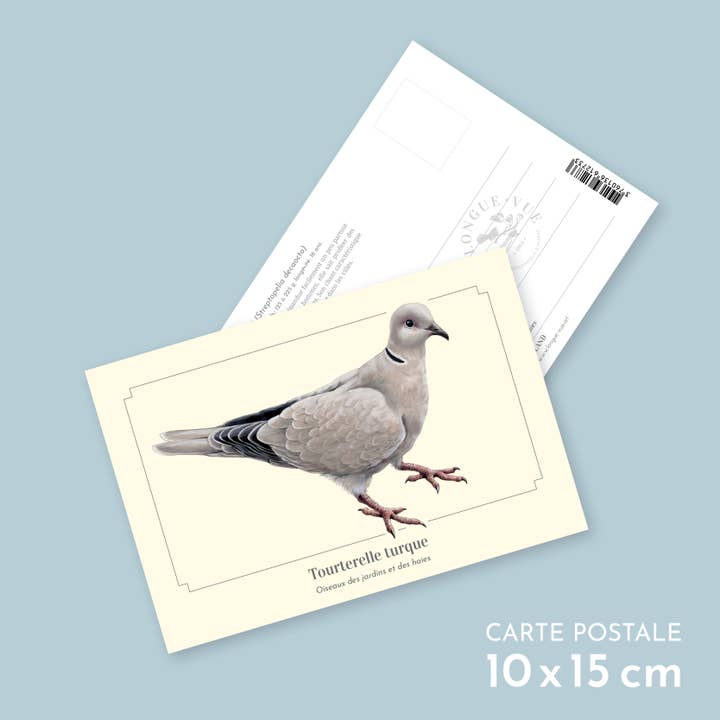 Tourterelle turque - Carte postale pour la vente par Longue-vue
