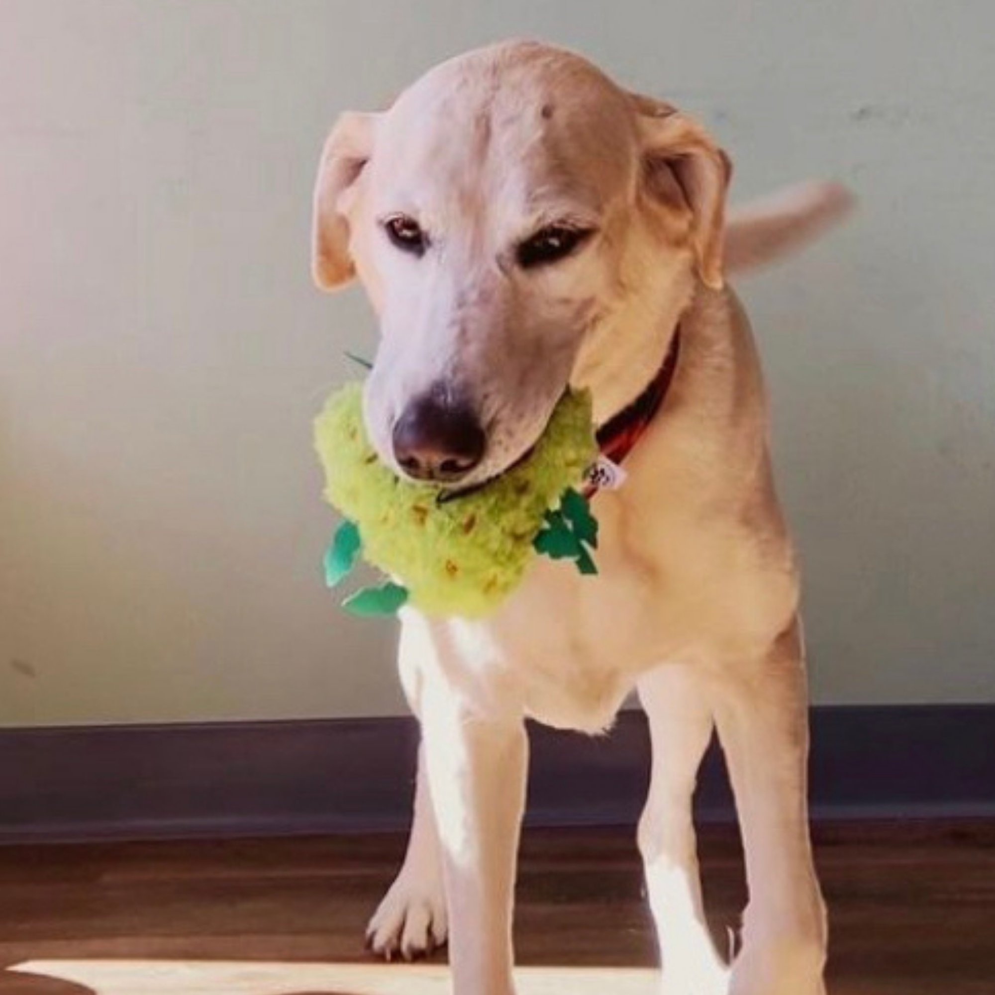 PAW:20 - Wholesale Pet Plush Toy - Dog - Bud the Weed Nug, Parody Plush Squeaker Dog Toy 9