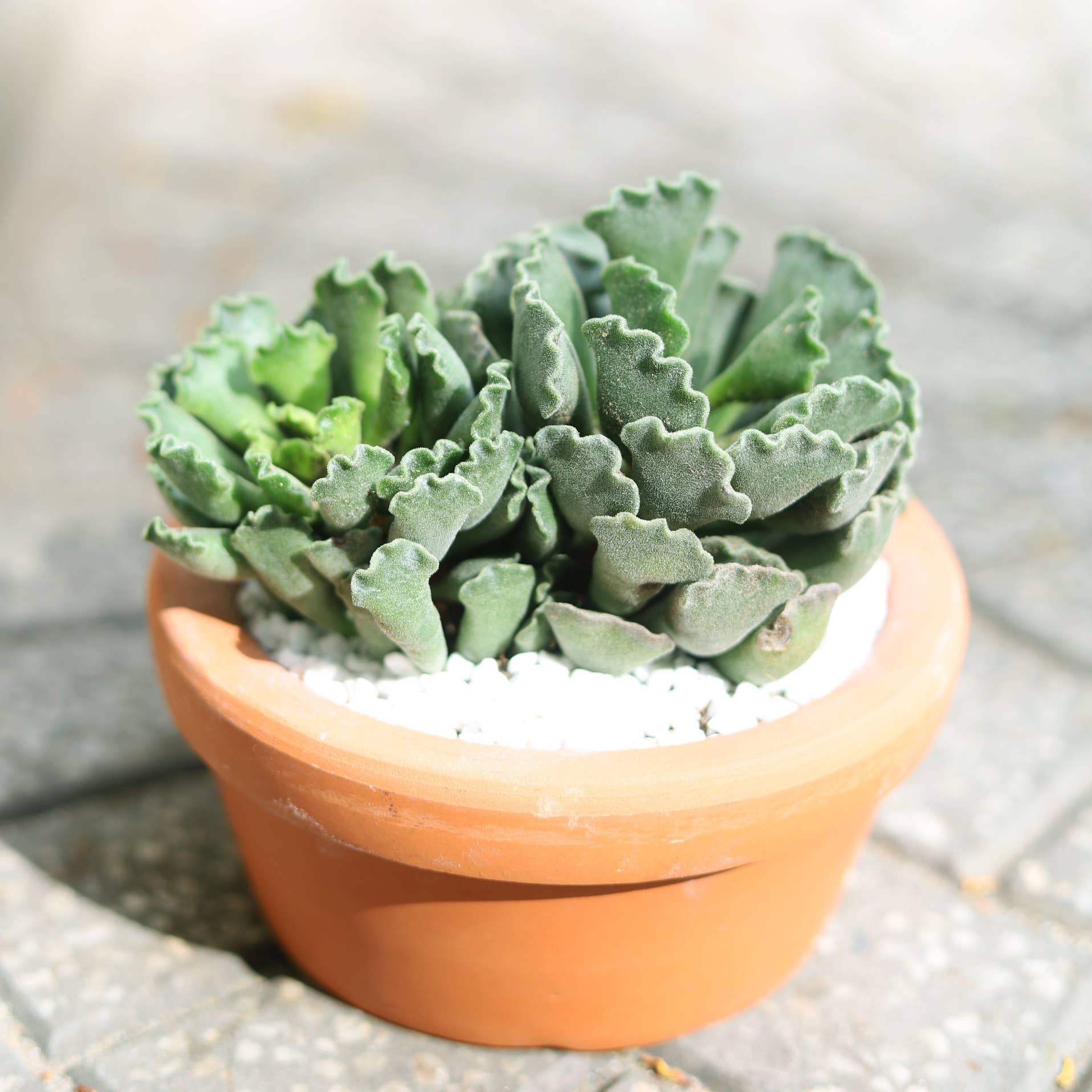 Mystery Weirdo Succulent