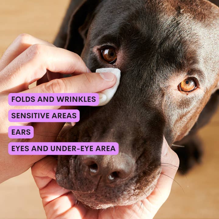 JAMPY - Wholesale Pet Cleaning Supplies - This Is Latte • Cleansing Milk for Dogs Eyes and Ears 4